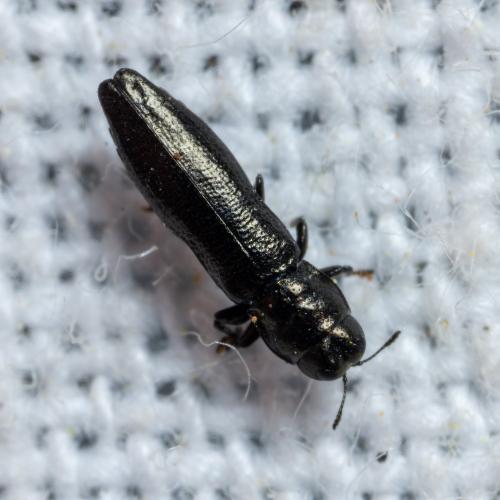 Réf. 303 084 : Aphanisticus emarginatus